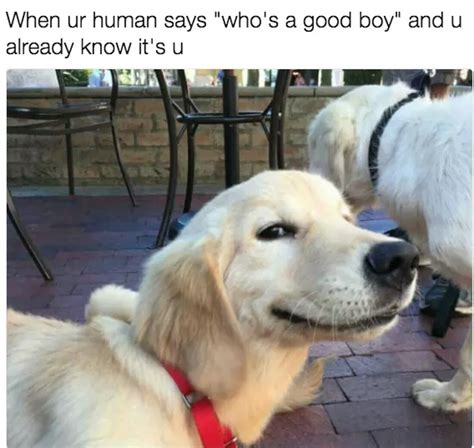28 Hilarious Dog Memes For 2018