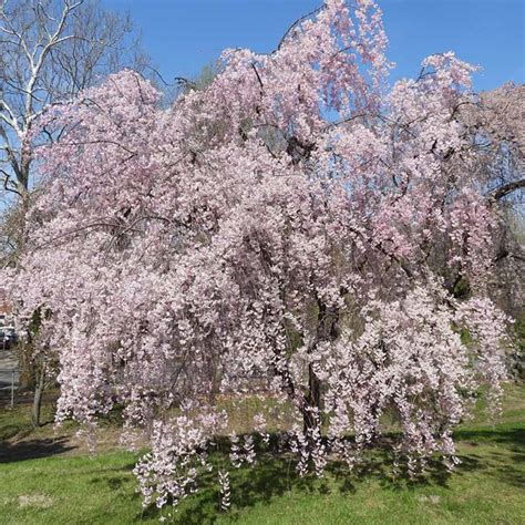 Prunus Pendula Rosea Pink Weeping Cherry Tree Sugar Creek Gardens