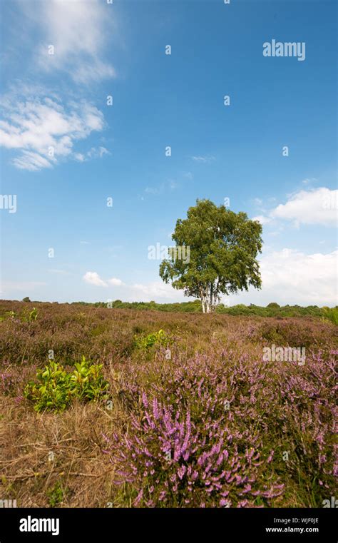 Purple Heather Landscape With Tree At The Horizon Stock Photo Alamy