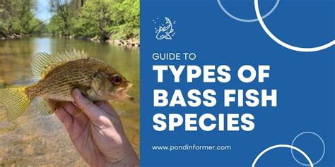 26 Types Of Bass Species Id Pictures Pond Informer