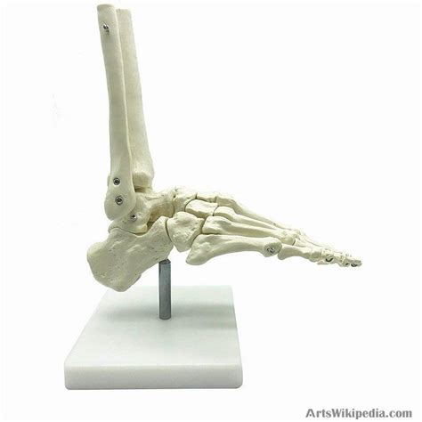 Life Size Human Foot Joints And Bones Of Foot Anatomy Human Foot And