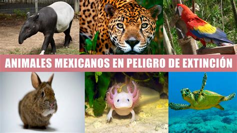 Regeneración On Twitter 10 Animales Mexicanos En Peligro De Extinción