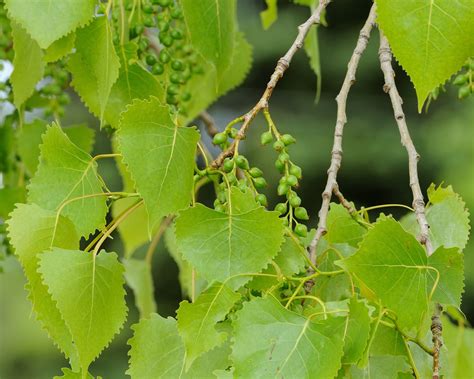Eastern Cottonwood Rwmwd Plant Guide · Inaturalist