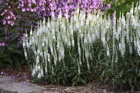 Veronica Magic Show® White Wands Pleasant View Gardens