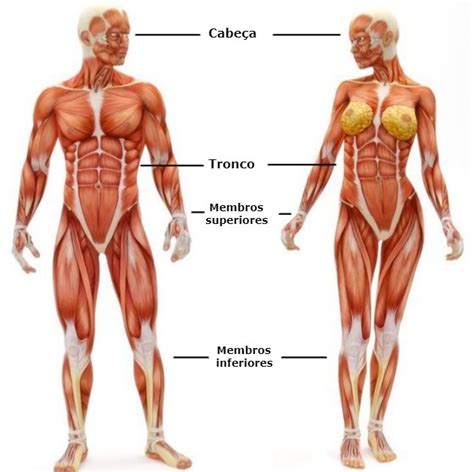 Entenda o Corpo Humano suas partes órgãos e anatomia Toda Matéria
