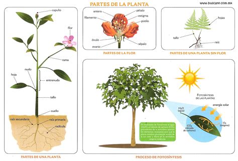 Partes De La Planta