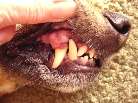 What Should Dog Gums Look Like