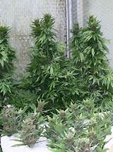 Artificial Marijuana Plant Pictures