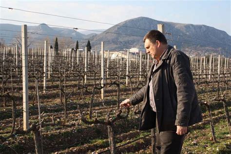 De Beste Bosnische Wijnen Van Citluk Winery Kopen