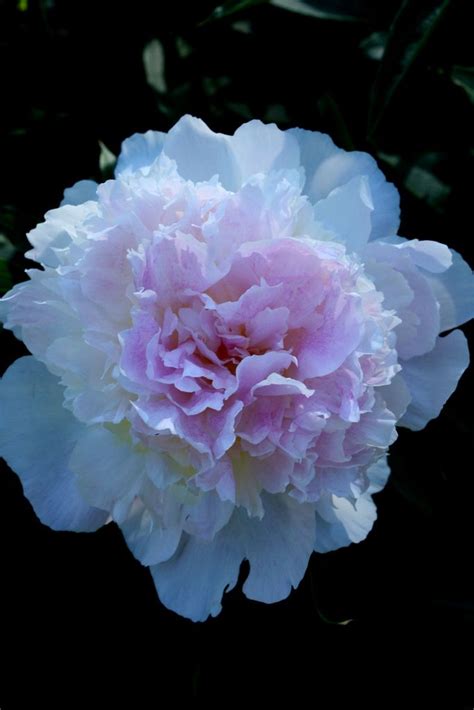 Similarly, other colors, too, have different significance and are enhance the feel of the wedding. Peony | Peonies, Flowers, Spring flowers