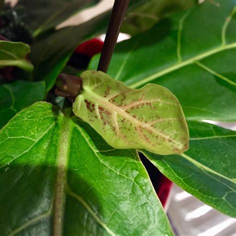 Repotting fiddle leaf fig tree in big modern pot. What's wrong with my Fiddle Leaf Fig Tree? Is the plant ...