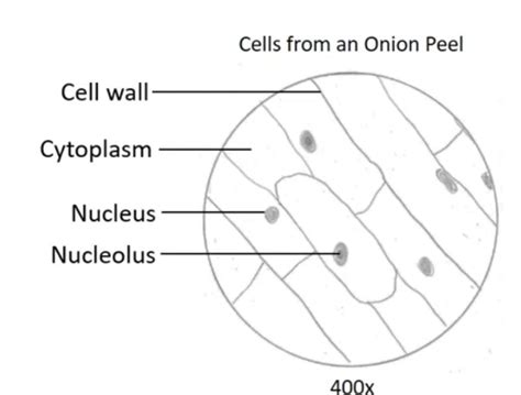 Solved Drawing Of An Onion Cell In Interface 6 Prepare A Biological