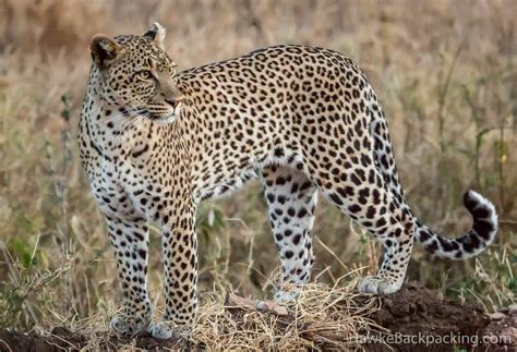 Serengeti Leopards