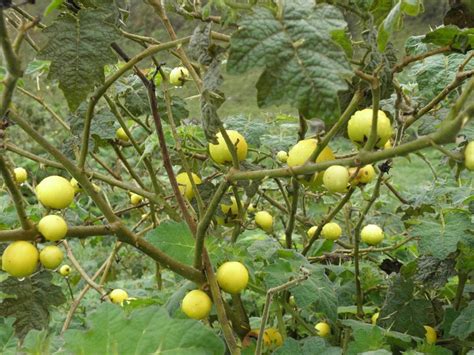 weed of month tropical soda apple the national tribune