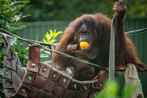 Bornean Baby Zoo Welcomes ‘surprise Endangered Orangutan The