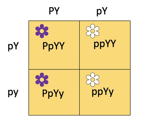 A Dihybrid Cross Involves The Crossing Of Just One Trait Phenotypic