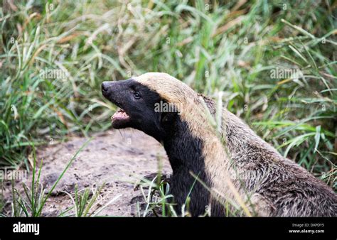 African Honey Badger Or Mellivora Capensis Stock Photo Alamy