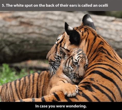 22 Amazing Facts About Tiger That Prove How Powerful They Are Tiger