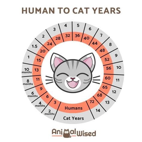 How Old Is My Cat In Human Years Cat Age Converter Gatos De