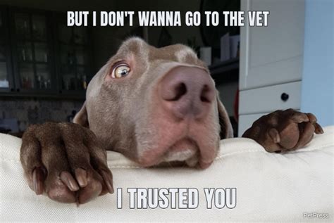 10 Scared Dog Memes With Hilarious Reactions Petpress
