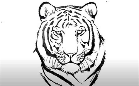 How To Draw A Tiger Face Step By Step Tiger Drawing Tiger Face