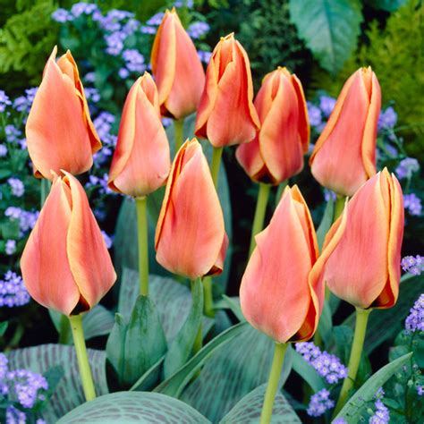 Best Perennial Tulips 20 Perennial Tulip Varieties Bulb Blog