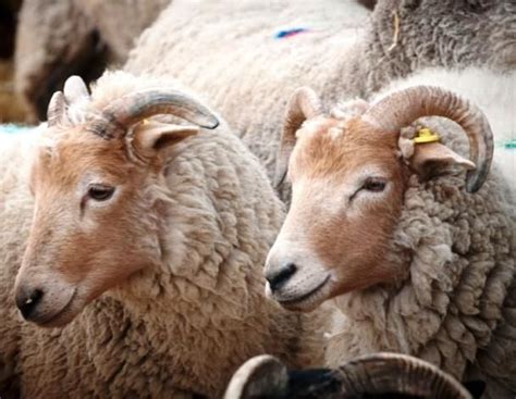 Sheep Rare Sheep Breeds Rare Breeds Centre Sheep Breeds Sheep