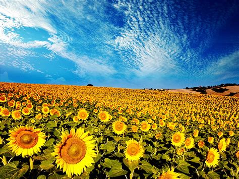 Sunflowers Pretty Sunny Yellow Bonito Clouds Splendor Flowers