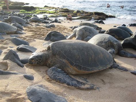 maui vacation guide green sea turtles bask in the sun on a maui beach hot sex picture