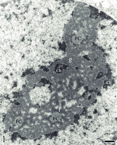Electron Microscopy Of A Nucleolus From Human Hep 2 Cells Larynx