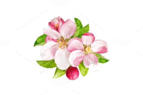 Apple Blossom Clipart 20 Free Cliparts Download Images On Clipground 2023