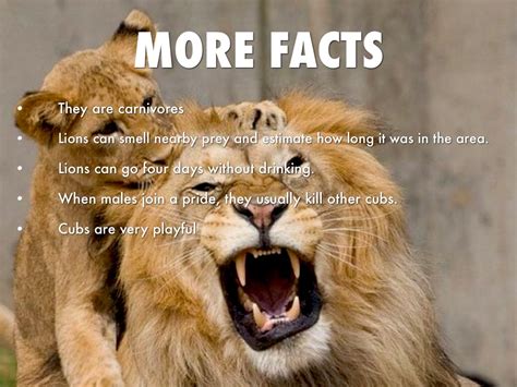 10 Facts About Lions