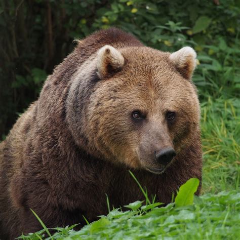 Abes Animals Differences Between Brown Bears In North America Europe