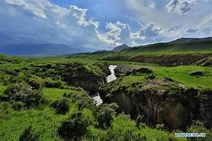Summer, Scenery, Of, Grassland, In, Qilian, Mountains, The