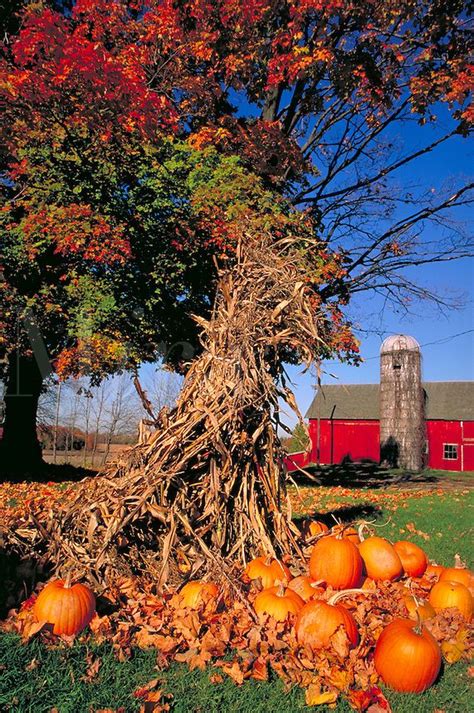 Pumpkins And Corn Stalks Decorate Farm In Autumn Farms Farming Fall