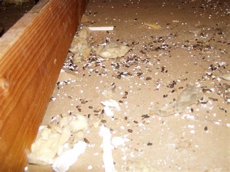 Rat Control Gallery Rat Attic Cleanup Proofing And Control