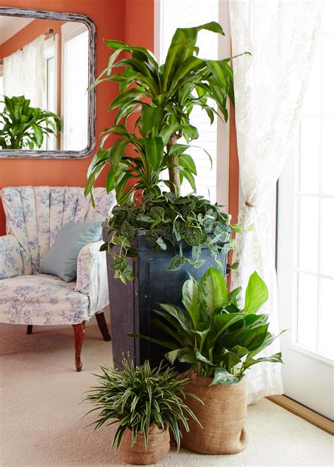 Great Indoor Trees Hgtv