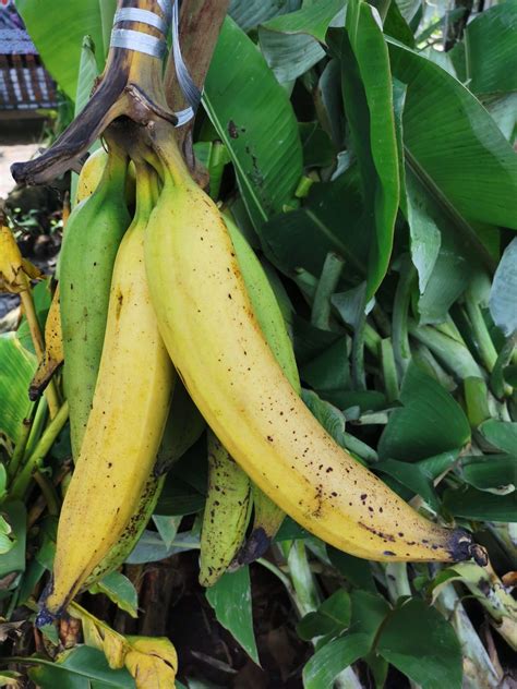 pisang777
