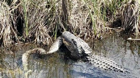 Video Alligator Eats Large Python In Everglades National Park