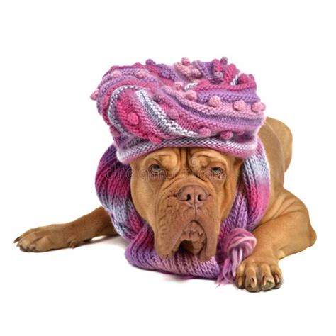 Barking Dog With Hat And Scarf Stock Image Image Of Cough Blue 22483431