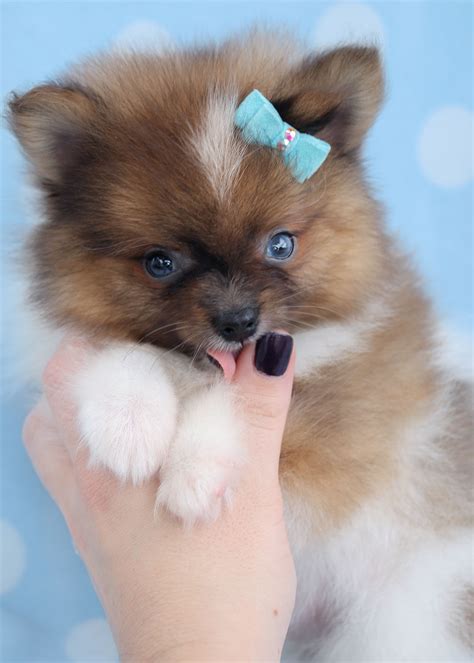 418 results for pomeranian puppy for sale. Pomeranian Puppies and Pomeranians For Sale in South ...