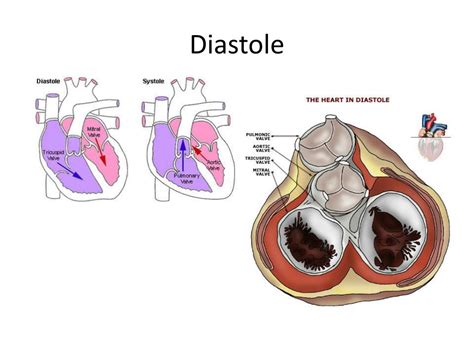 Ppt Cardiac Physiology Powerpoint Presentation Free Download Id