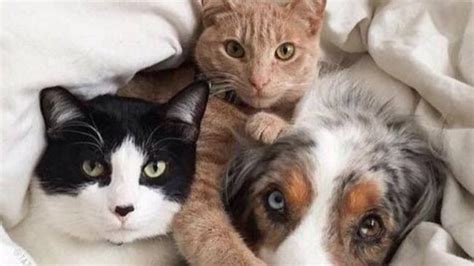 Dr Anne Fawcett Explains How To Ensure Your Pets Get A Good Nights