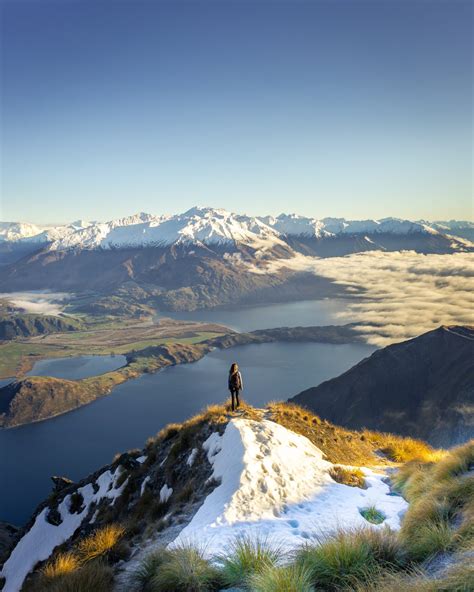 The Truth About The Wanaka Tree What You Need To Know Before Visiting