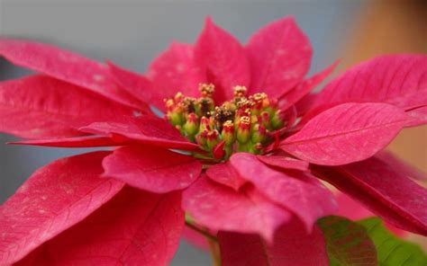 ¿sabÍas Que Existen Varios Tipos De Flores De Nochebuena Sistema Mexiquense De Medios Públicos