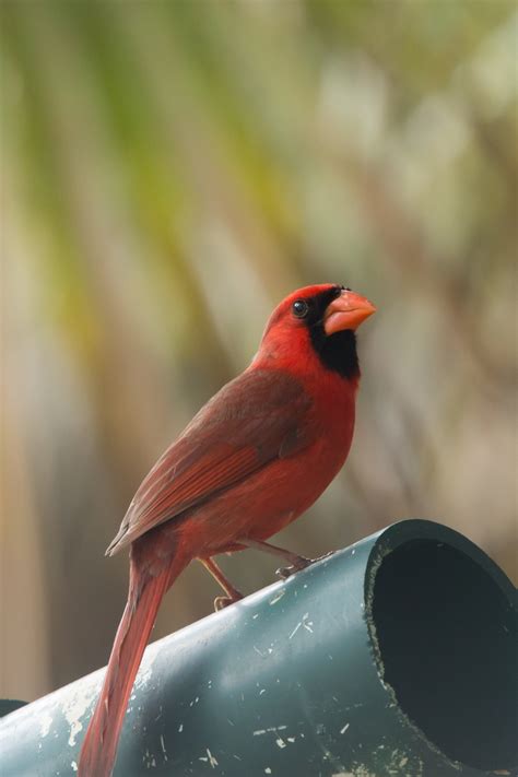 Northern Cardinal Male Free Stock Photo Public Domain Pictures