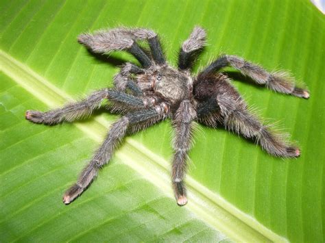 Exoreptiles malaysia, the online exotic pets & reptiles centre in malaysia. Best Beginner Tarantulas: What Are The Best Pet Tarantulas ...