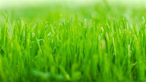 Grass Wallpapers Hd Pixelstalknet