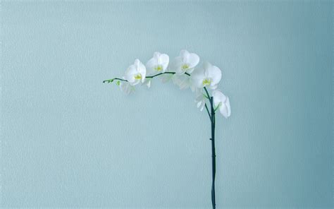 Minimalist Flower Wallpapers Top Free Minimalist Flower Backgrounds