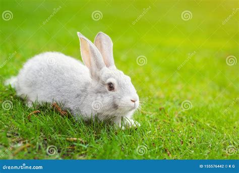Cute Adorable White Fluffy Rabbit Sitting On Green Grass Lawn At